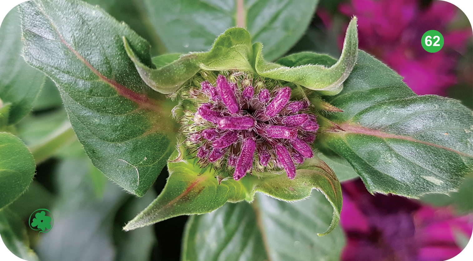 Fleur numéro 62 du Jeu Floral