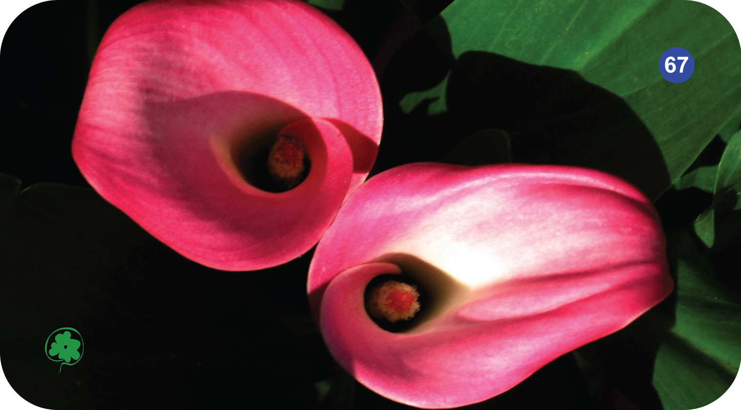 Fleur numéro 67 du Jeu Floral