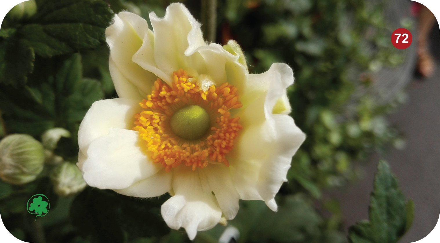 Fleur numéro 72 du Jeu Floral