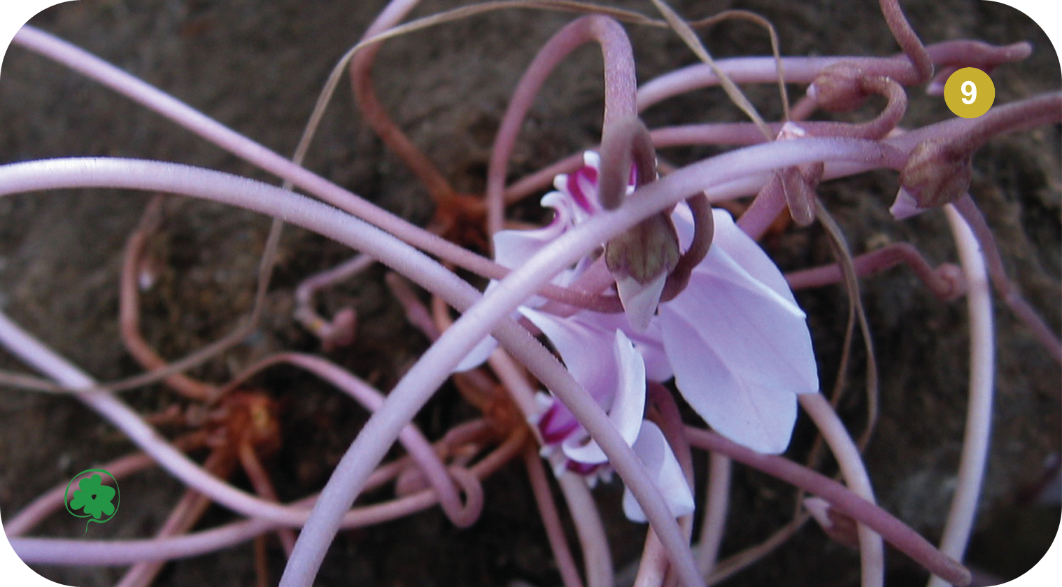 Fleur numéro 9 du Jeu Floral